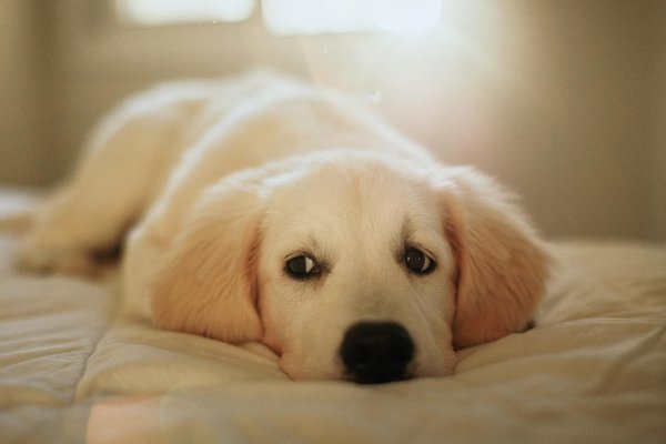 Éveillez votre intuition : formations en communication animale