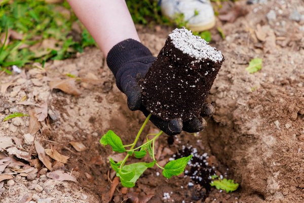 Comment intégrer un chat pixie-bob dans un foyer avec de jeunes enfants actifs ?