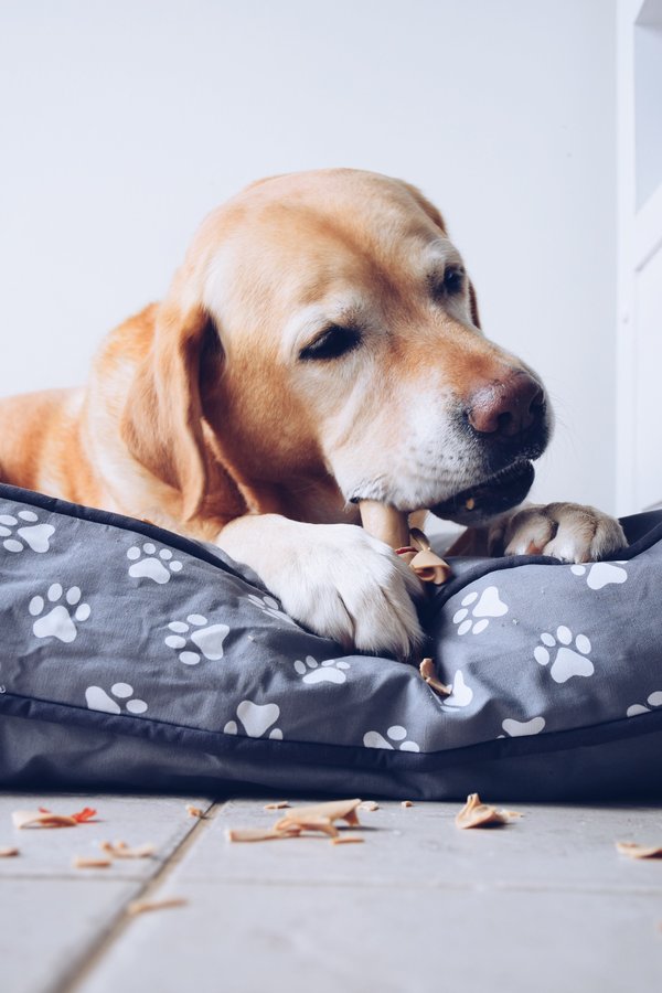 Os à mâcher chien : le guide complet pour votre compagnon