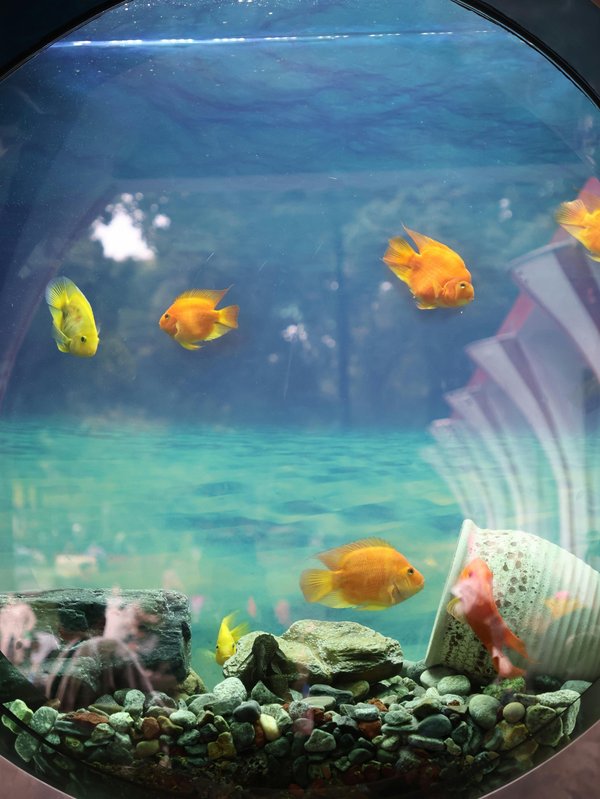 Pierres d'aquarium : trouvez la meilleure sélection pour votre décor